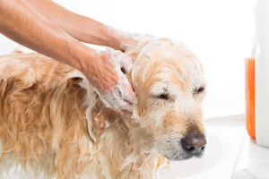 dog being bathed