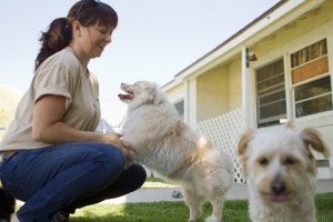 kennel_worker_playswithdogs